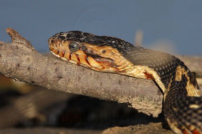 _MG_7634 Broad-banded Water Snake.jpg