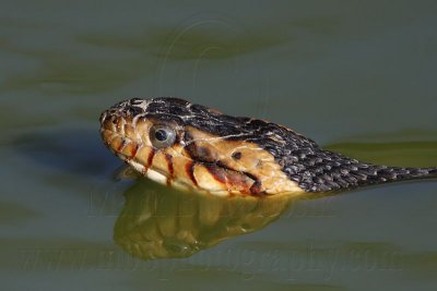 _MG_7694 Broad-banded Water Snake.jpg