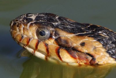 _MG_7694crop Broad-banded Water Snake.jpg