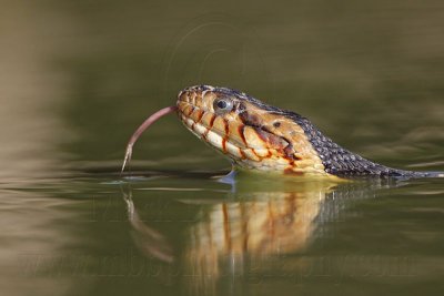 _MG_7724 Broad-banded Water Snake.jpg