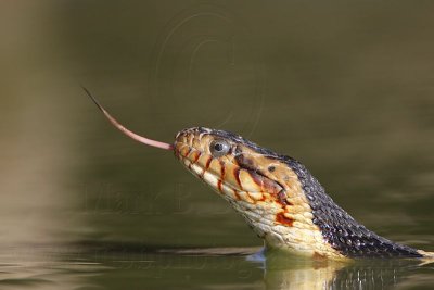 _MG_7757 Broad-banded Water Snake.jpg