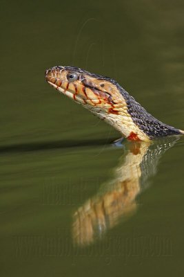 _MG_7890 Broad-banded Water Snake.jpg