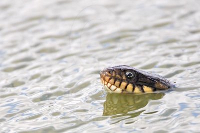 _MG_8800 Diamondback Water Snake.jpg