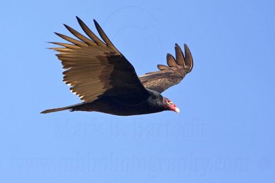 _MG_9216 Turkey Vulture.jpg