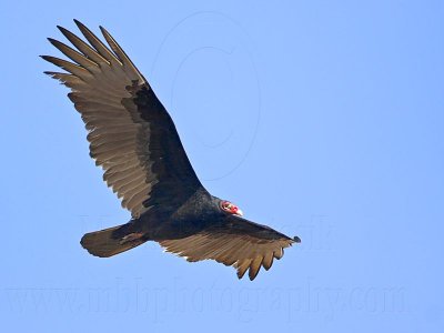 _MG_9223 Turkey Vulture.jpg