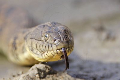 _MG_9270 Diamondback Water Snake.jpg