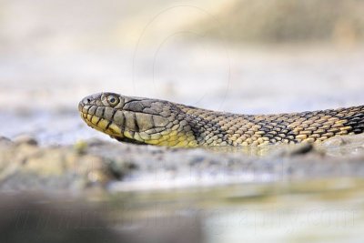 _MG_9306 Diamondback Water Snake.jpg