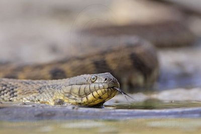 _MG_9325 Diamondback Water Snake.jpg