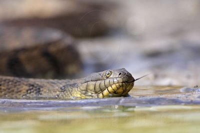 _MG_9327 Diamondback Water Snake.jpg