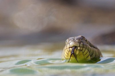 _MG_9348 Diamondback Water Snake.jpg