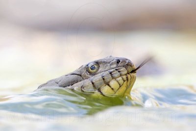 _MG_9418 Diamondback Water Snake.jpg