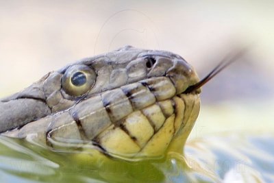 _MG_9418crop Diamondback Water Snake.jpg