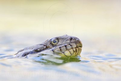 _MG_9428 Diamondback Water Snake.jpg