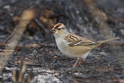 _MG_1025 White-crowned Sparrow.jpg