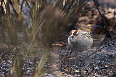 _MG_2583 White-crowned Sparrow - double scratch.jpg