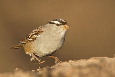 _MG_6310 White-crowned Sparrow - double scratch.jpg