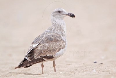 1st winter Yellow-footed Gull - March 2009