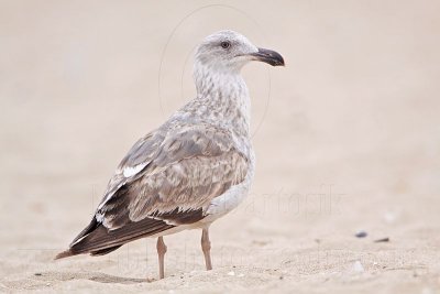 _MG_3528 Yellow-footed Gull.jpg