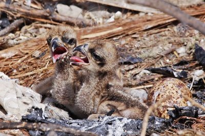 _MG_0018 Osprey.jpg