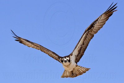 _MG_0271 Osprey.jpg