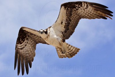 _MG_0274 Osprey.jpg