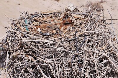Osprey  - Nest: 1 Egg and 2 Chicks