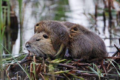 _MG_4781 Nutria.jpg