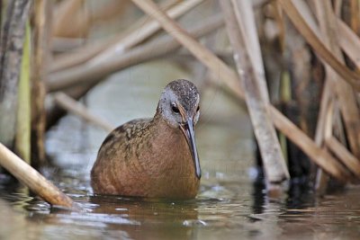 _MG_5035 Virginia Rail.jpg