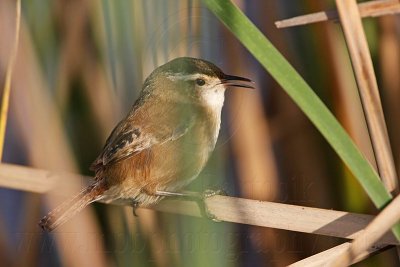 _MG_5144 Marsh Wren.jpg