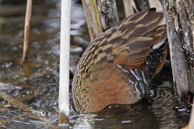 _MG_5892 Virginia Rail.jpg