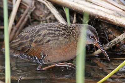 _MG_7299 Virginia Rail.jpg