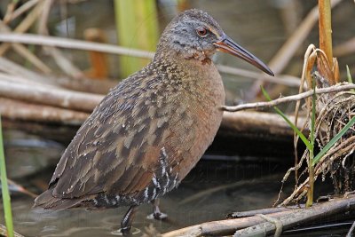 _MG_8701 Virginia Rail.jpg