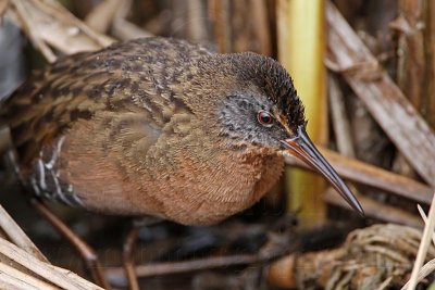 _MG_8845 Virginia Rail.jpg