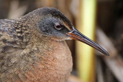 _MG_9293 Virginia Rail.jpg