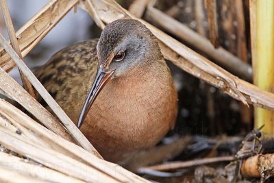 Virginia Rail, King Rail and Sora at SBNWR - February - March 2009