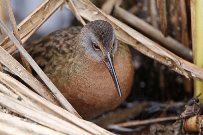 _MG_9336 Virginia Rail.jpg