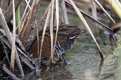 _MG_9364 Virginia Rail.jpg