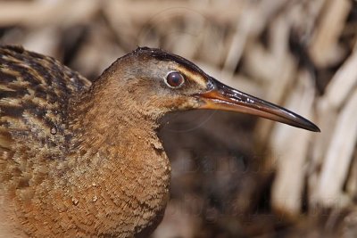 _MG_4745 Virginia Rail.jpg