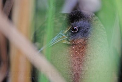 _MG_8022 Virginia Rail.jpg