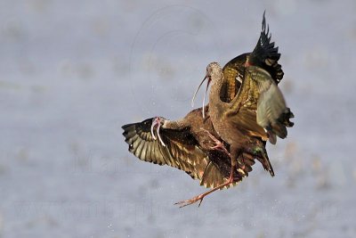 White-faced Ibis - Mid-air Fight