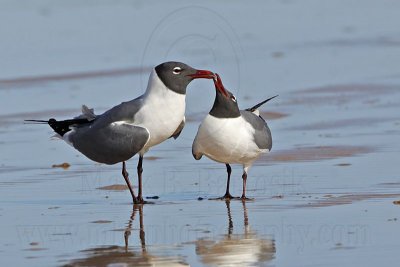 _MG_0024 Laughing Gull courtship feeding.jpg