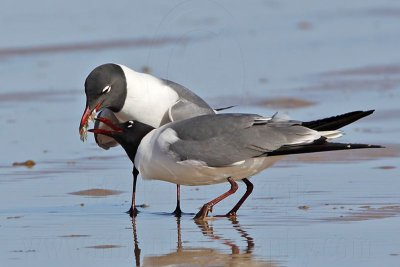 _MG_0033 Laughing Gull courtship feeding.jpg