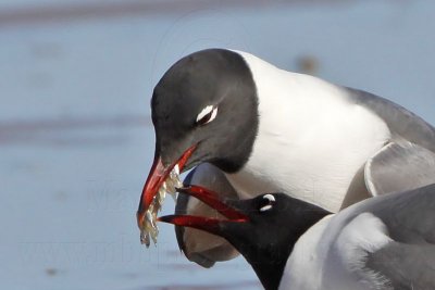 _MG_0033crop Laughing Gull courtship feeding.jpg