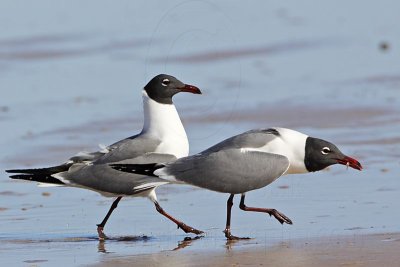 _MG_0036 Laughing Gull courtship feeding.jpg