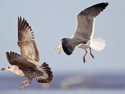 _MG_0995 Lesser Black-backed Gull & Herring Gull.jpg