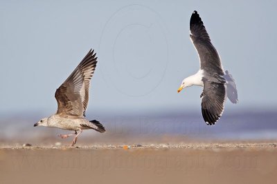 _MG_0997 Lesser Black-backed Gull & Herring Gull.jpg