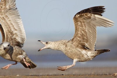 Herring Gull versus Herring Gull - fights, UTC Spring 2009