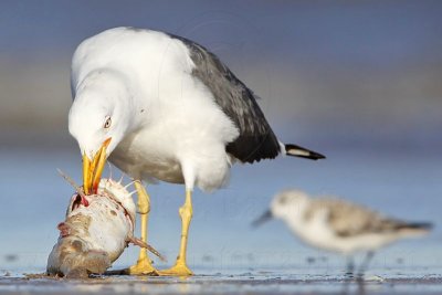 _MG_1613 Lesser Black-backed Gull.jpg