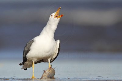 _MG_1669 Lesser Black-backed Gull.jpg