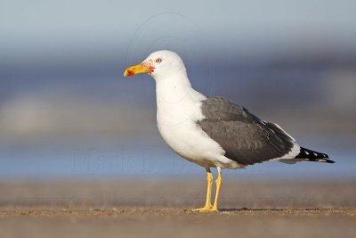 _MG_1878 Lesser Black-backed Gull.jpg